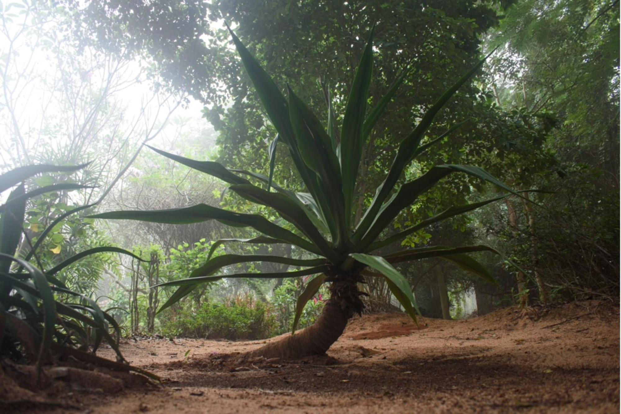 Gaia'S Garden Guest House Auroville Exterior photo