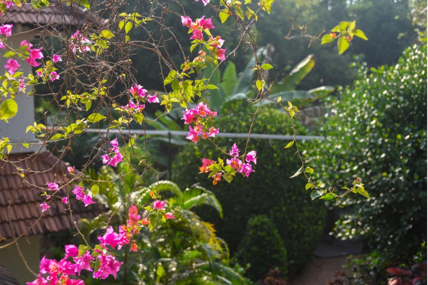 Gaia'S Garden Guest House Auroville Exterior photo